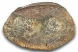 Fossil Dinosaur Phalanx (Toe) Bone - Montana #246234-3